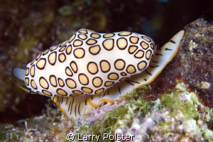 Roatan, D300-60mm by Larry Polster 